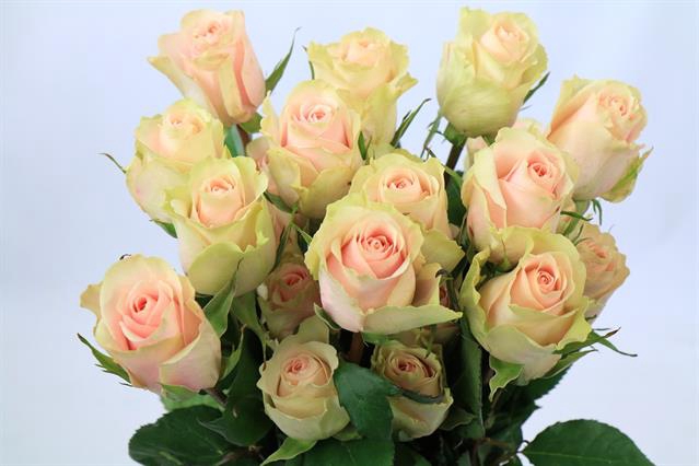<h4>Rosa ec frutetto</h4>