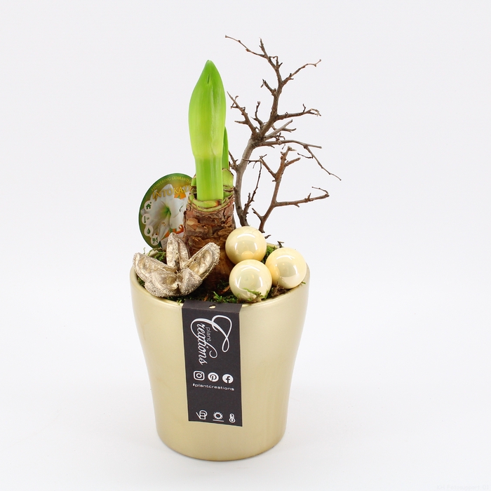 <h4>HICR-2327W Kerst Amaryllis</h4>
