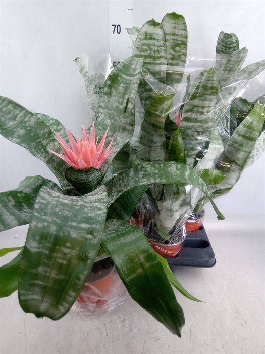 <h4>Aechmea fasciata 'Primera'</h4>