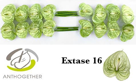 <h4>Anthurium extase</h4>