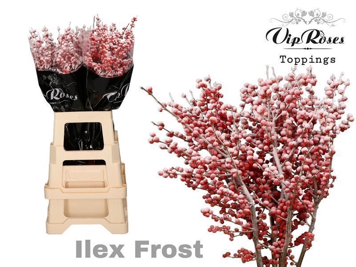 <h4>Ilex paint frosted</h4>