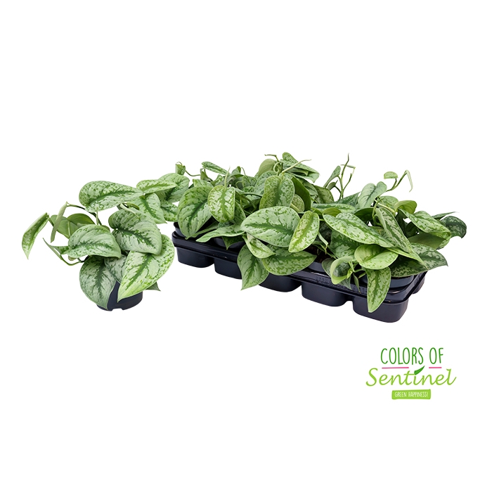 <h4>Scindapsus pictus Trebie 12Ø 20cm</h4>