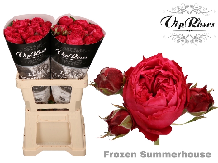 Vip Roses Webshop
