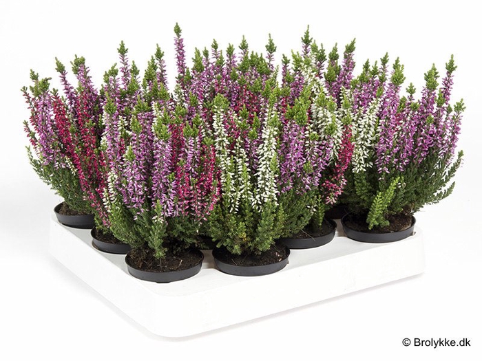 <h4>CALLUNA VULGARIS TRIO P6</h4>