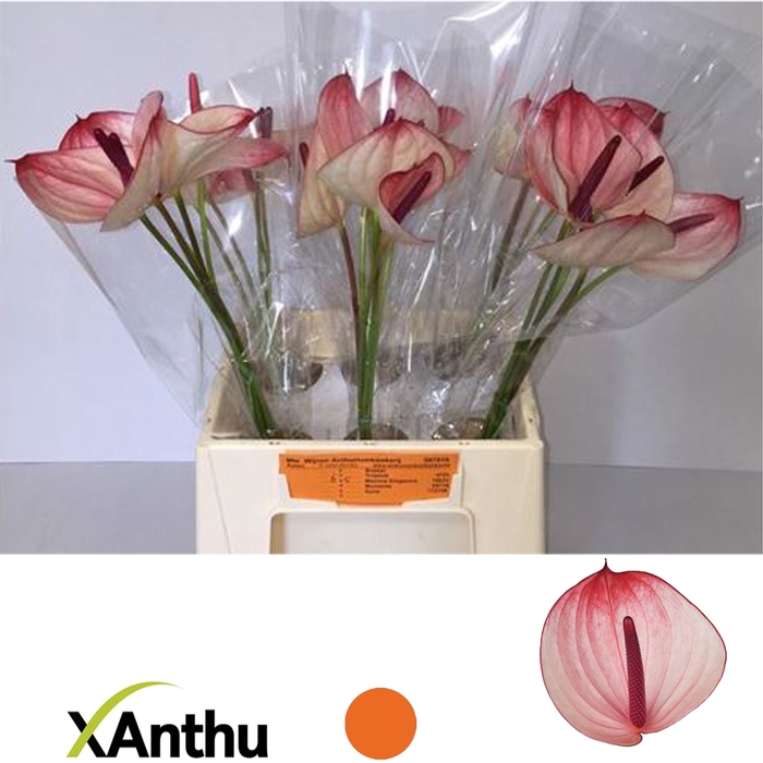 <h4>ANTH A MAX ELEGAN</h4>