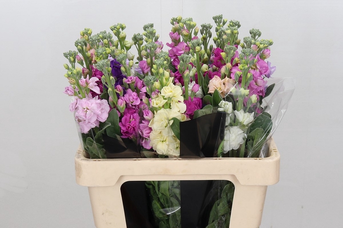 <h4>Matthiola</h4>