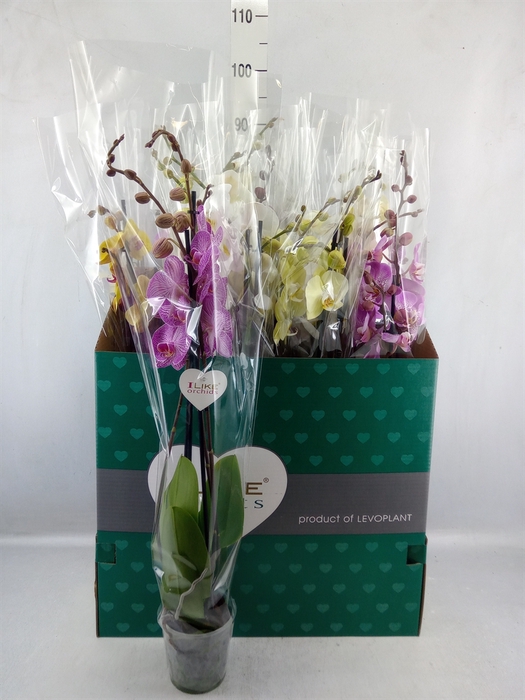 <h4>Phalaenopsis ...mix</h4>