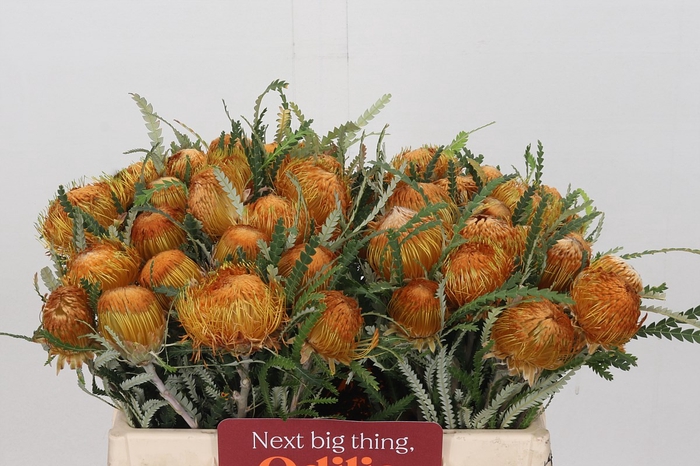 <h4>Banksia dryandra formosa</h4>