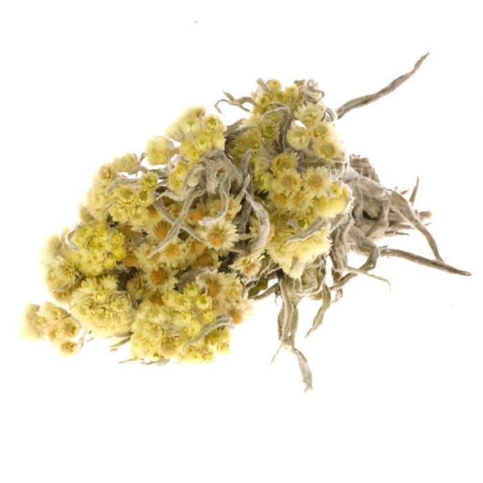 <h4>Anaphalis natural yellow</h4>