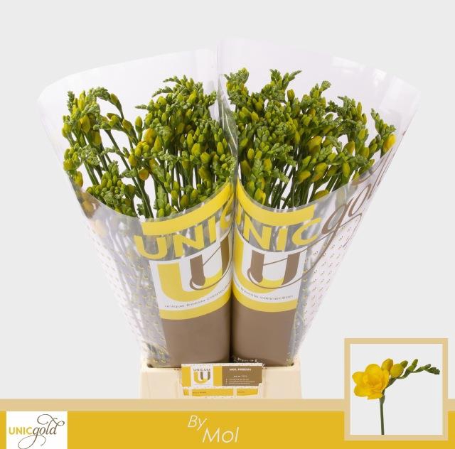 <h4>Freesia do soleil</h4>