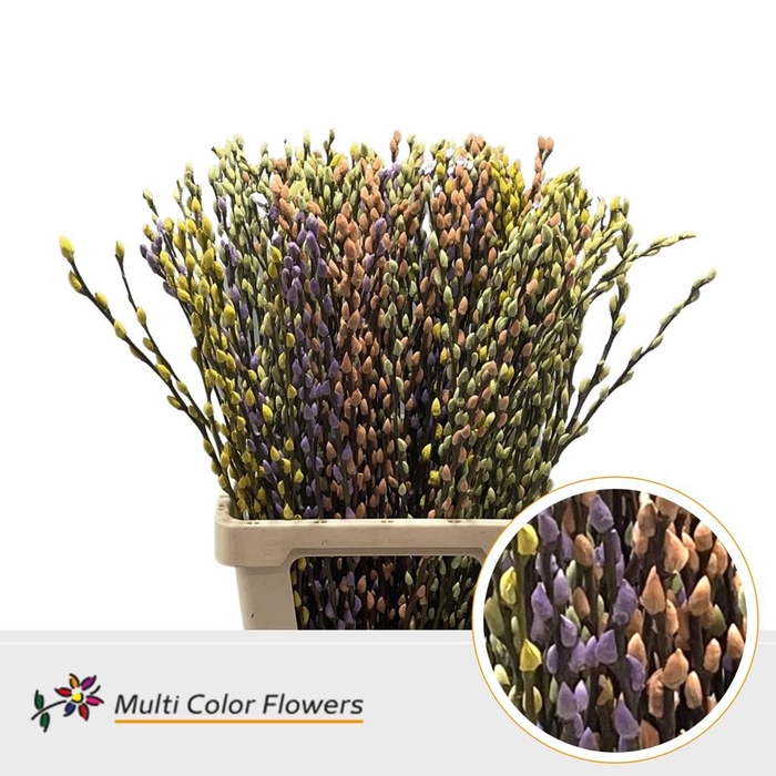 <h4>Salix paint pussy willow mix easter</h4>