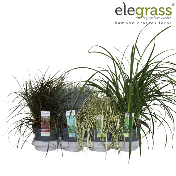 <h4>Grassen mix tray - Elegrass Hardy and Evergreen P14</h4>