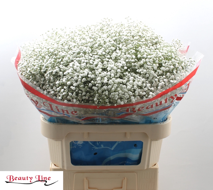 <h4>GYPS PA BEAUTY BRIDE</h4>
