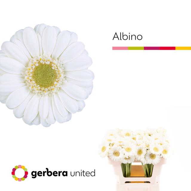 <h4>Germini albino</h4>
