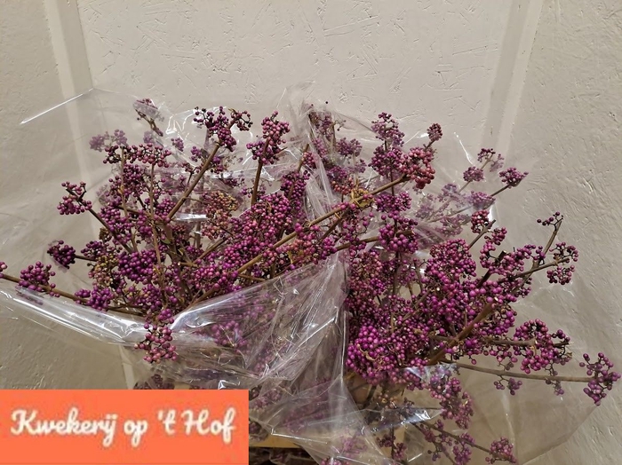 <h4>CALLICARPA BOD PROFU</h4>