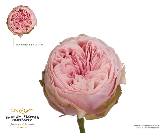 <h4>Rosa Wabara Senlitsu</h4>