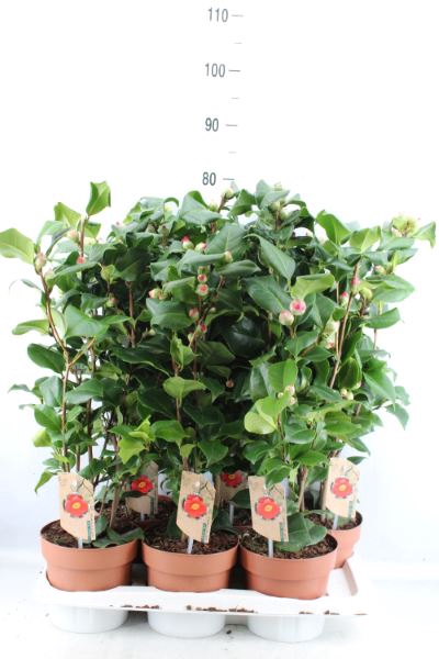 <h4>Camellia japonica 'Dr King'</h4>