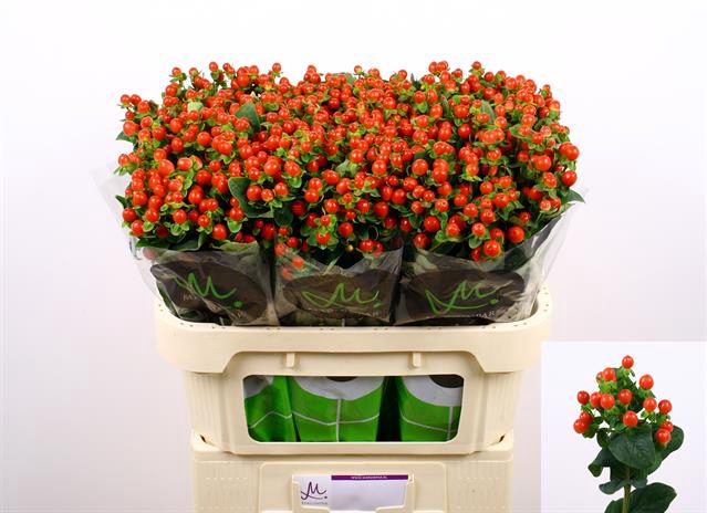 <h4>HYP TOMATO FLAIR</h4>