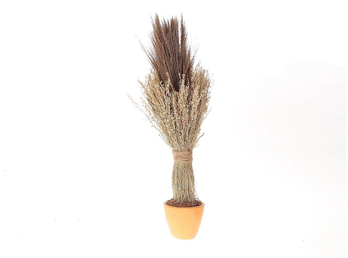 <h4>Dried Arr Pot Long Star Broom Grass D12.</h4>