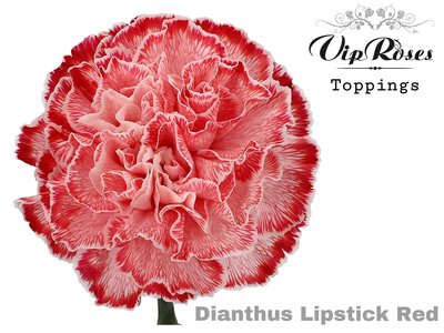 <h4>Dianthus st paint lipstick red</h4>