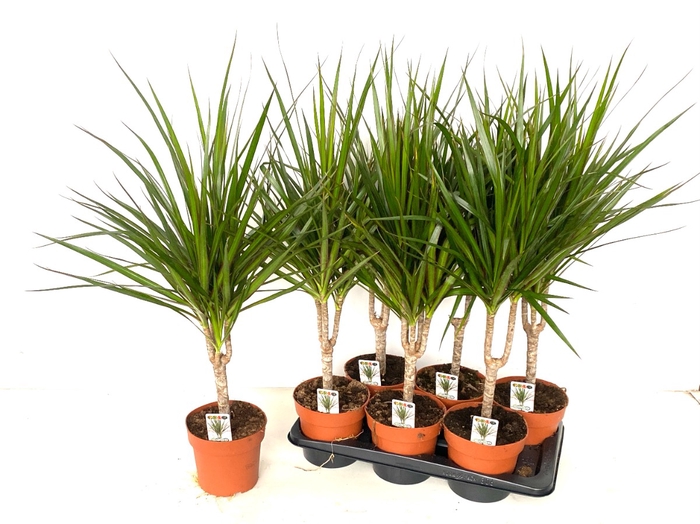 <h4>DRA MARGINATA</h4>