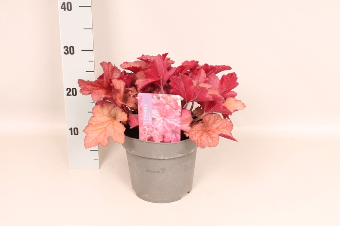 <h4>vaste planten 19 cm  Heuchera CoralBerry</h4>