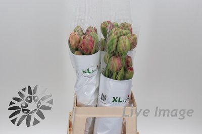<h4>Tulipa fre do renown unique</h4>