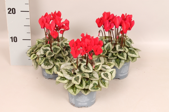 <h4>Cyclamen Picasso Red zilverbladig</h4>