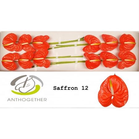 <h4>Anth A Saffron 12</h4>