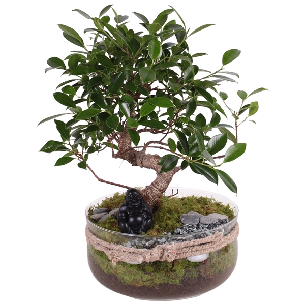 <h4>Bonsai s-shape mixed ø20cm in vase with rope ø24cm</h4>