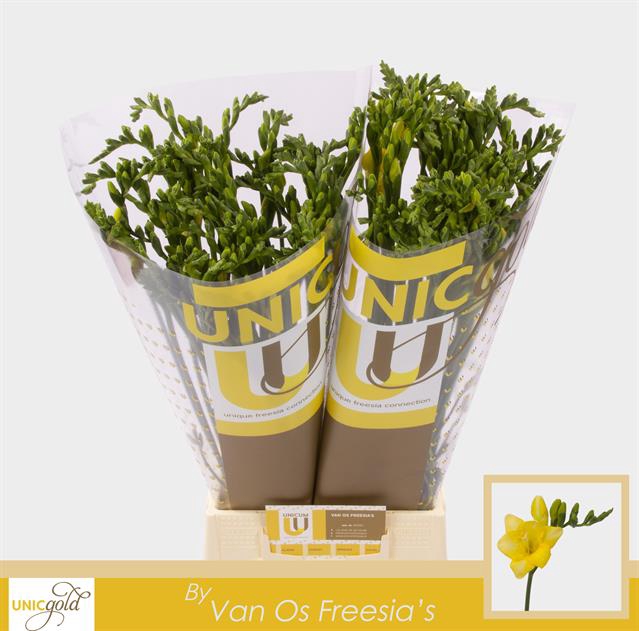 <h4>Freesia si serrada</h4>