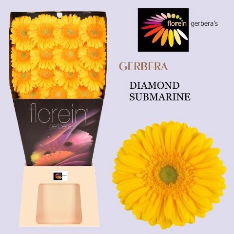 <h4>Gerbera diamond submarine</h4>