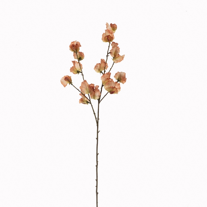 <h4>Af Lathyrus L84cm Oranje</h4>