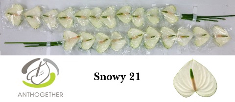 <h4>Anthurium snowy</h4>