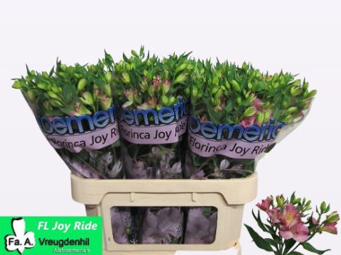 <h4>Alstroemeria fl joy ride</h4>