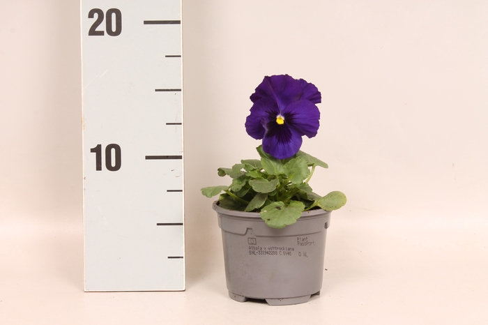 <h4>Viola wittrockiana F1 Deep Blue</h4>
