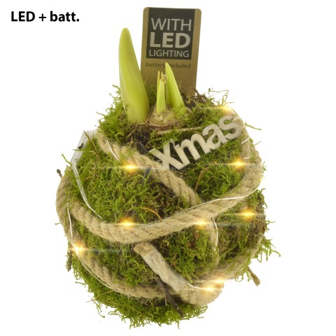 <h4>PTACH7974 Arrangementen Kerst</h4>