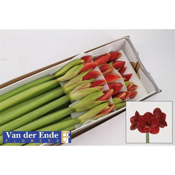 <h4>Hippeastrum ferrari</h4>