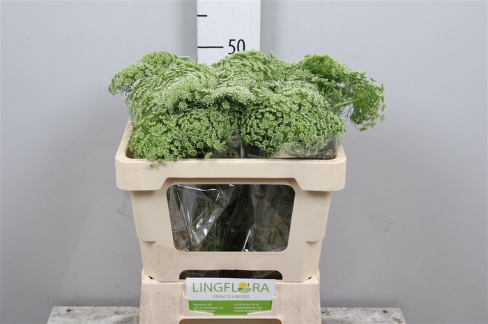 <h4>Ammi Visnaga</h4>