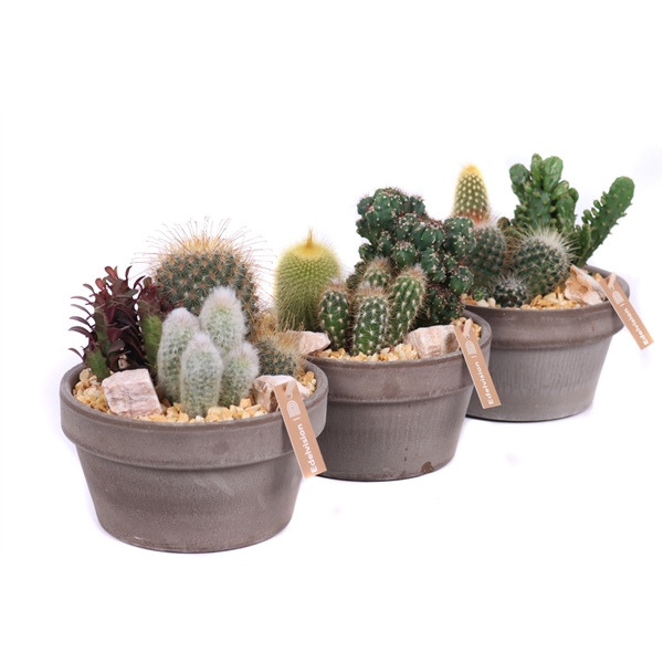 <h4>1x cactus 8,5 cm, 2x cactus 5,5 cm in grijs/bruine schaal met grind, keien en etiket</h4>