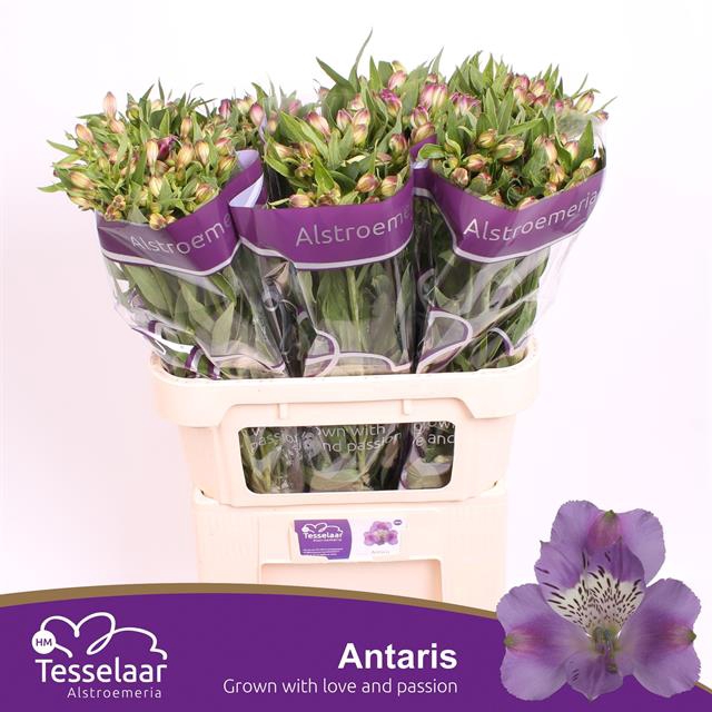 <h4>Alstroemeria antaris</h4>