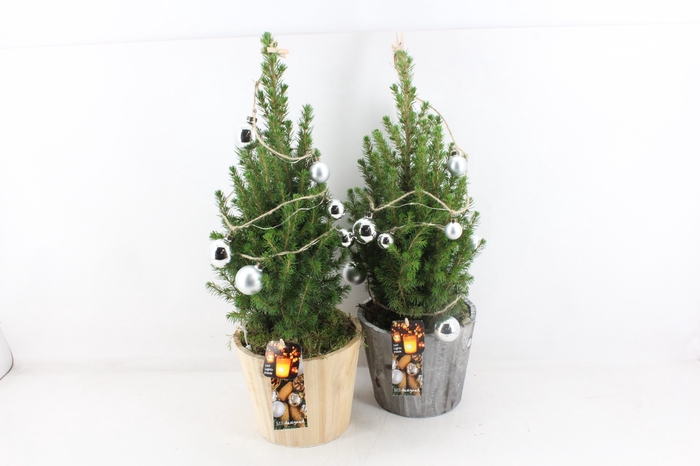 <h4>arr2 MB Picea 366 - Hout pot x3 LED</h4>