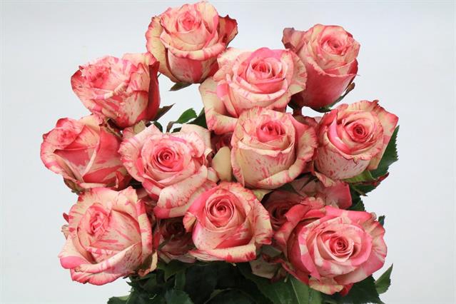 <h4>Rosa ec magic times</h4>