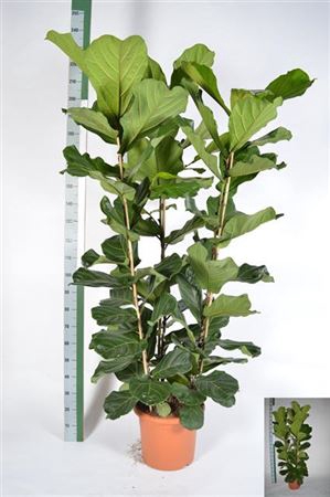 <h4>Ficus Lyrata</h4>