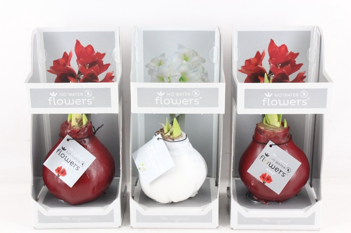<h4>arr4 Amaryllis VH -  Colorz giftbox</h4>