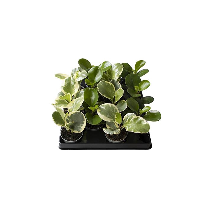 <h4>Peperomia Mix 6Ø 16cm</h4>