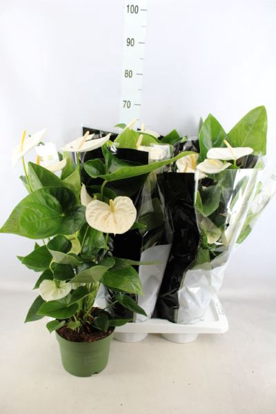 <h4>Anthurium andr. 'Alaska'</h4>