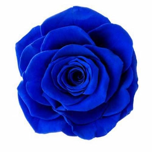 Rose Ines Sapphire Blue