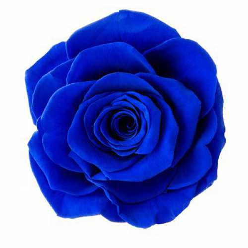 Rose Monalisa Sapphire Blue