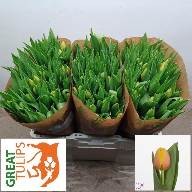 <h4>Tulipa si marit</h4>